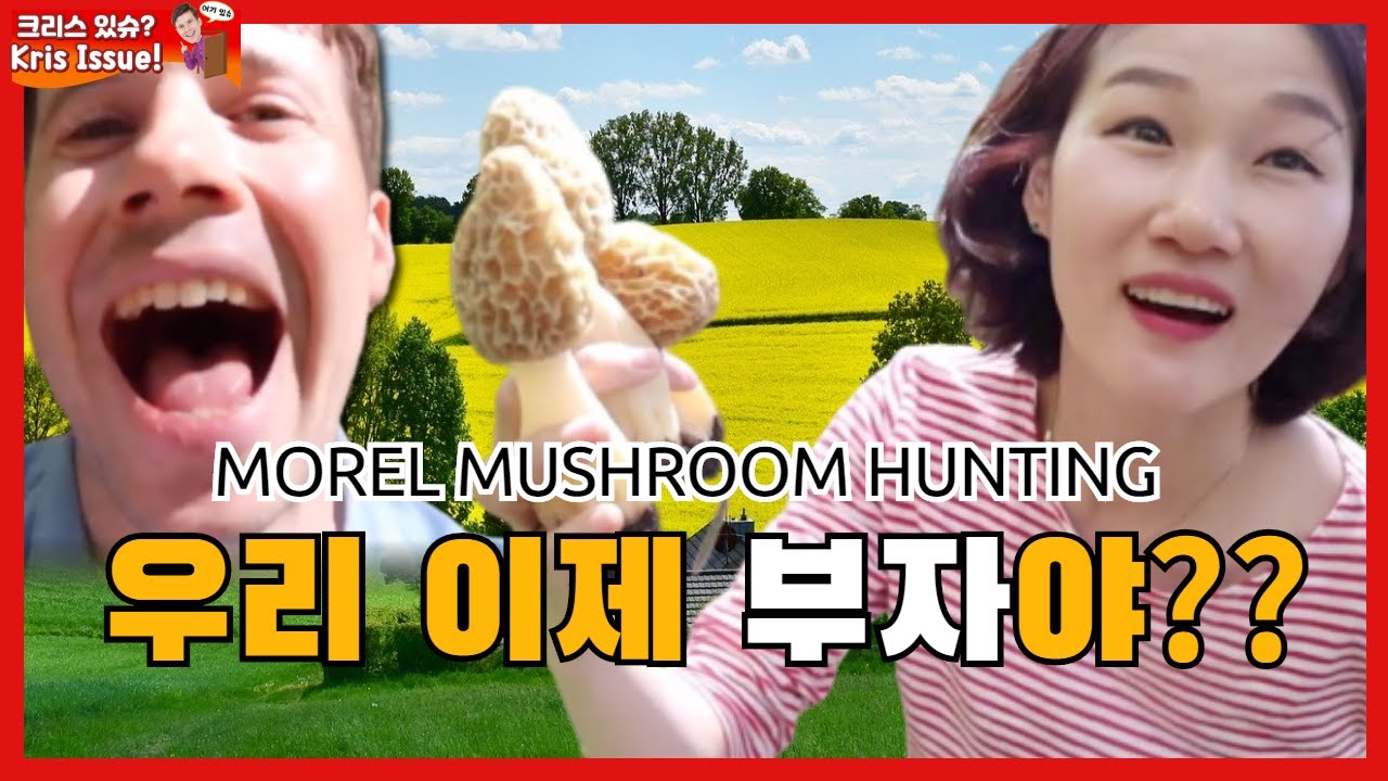 🇺🇸 미국 농장 집에서 금을 캤어요.  곰보버섯, 모렐버섯.  Morel mushroom hunting!