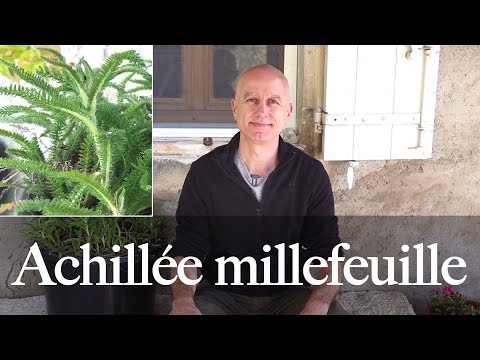 Vidéo: Faire pousser une plante d'achillée millefeuille : Comment faire pousser de l'achillée millefeuille