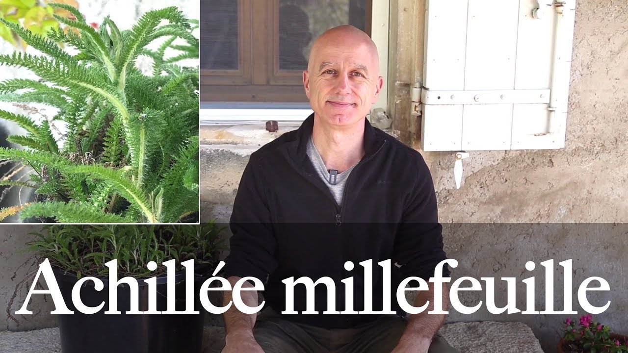 Achillée millefeuille : propriétés et bienfaits