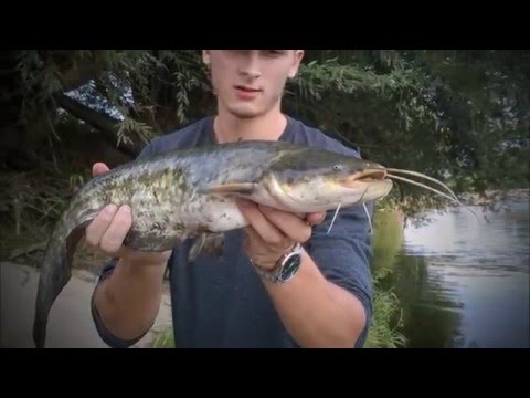 Video: Zákaz Rybolovu Při Předení Na Jaře