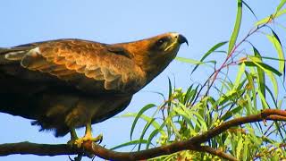 Golden Eagle Sounds * 4k QUALITY Video screenshot 5