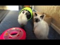 Ragdoll kittens at 3 months