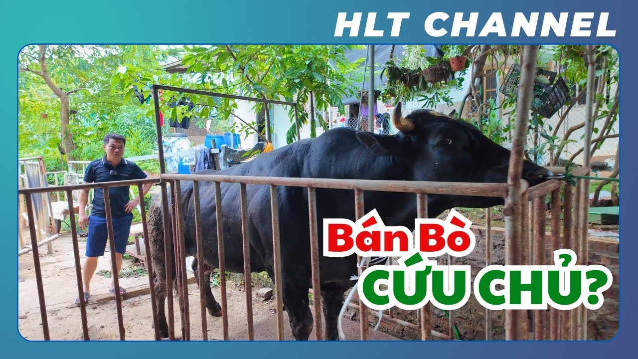 Bán Chú Bò BBB F2 gần 700kg & Chia Sẻ 1 Số Kinh Nghiệm Về Chăn Nuôi Bò Sinh Sản