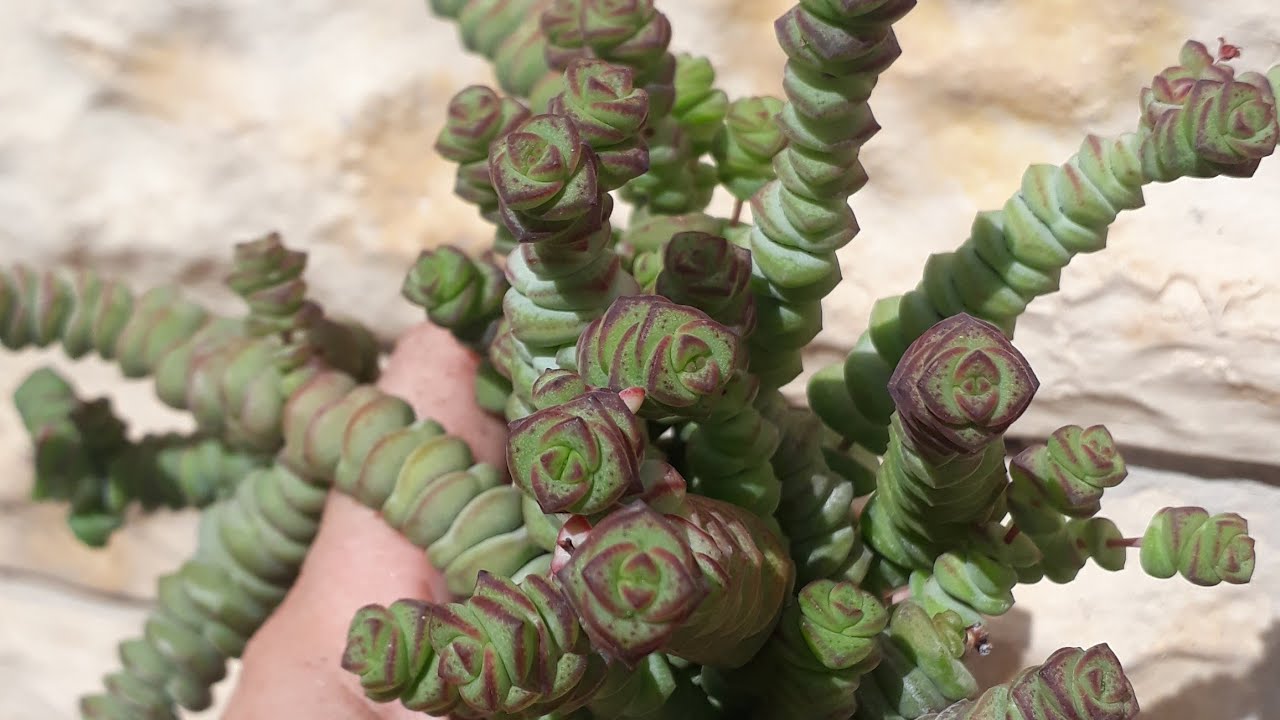 Crassula Marnieriana Sukulent Bakımı /Sukulent Türleri