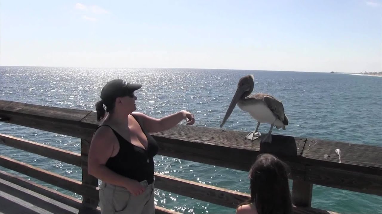Pelican attacks child! Okay, mildly. Warning! Bird attack! On Balboa