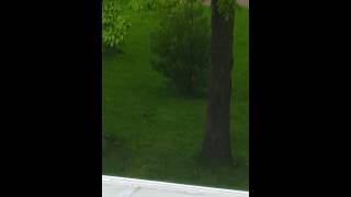 Please Help Identify This Mysterious Creature