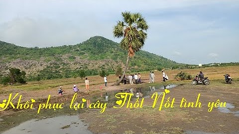 Cây Thốt Nốt tình yêu Đang được khôi phục lại trạng thái Ban Đầu