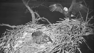 Bald Eagle Cam - Decorah North Nest | Intense evening and night ~ 03-01 \/ 03-02-2018