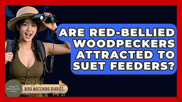 Are Red-bellied Woodpeckers Attracted To Suet Feeders? - Bird Watching Diaries