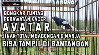 Perawatan Kacer Jinak Total,Manja Dan Bagongan Agar Bisa Di Lombakan - BONJOL KICAU