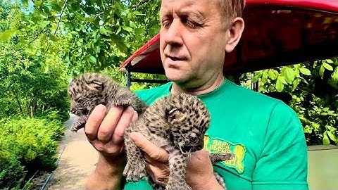 Мама леопард РВАНУЛА на Олега Зубкова и схватила его телефон, такой кошке лучше в лапы НЕ ПОПАДАТЬСЯ