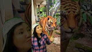 Big Daddy Tiger elephant animals funny comedy shorts