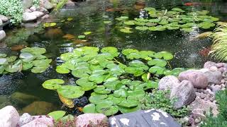 Koi Pond 3 Minutes of Zen Relaxation