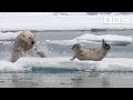 Starving polar bear pounces on a seal | The Hunt - BBC