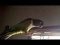 Conure de patagonie EAM