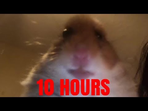Hamster Looking At Camera 10 Hours Meme Hamstermeme Meme Youtube