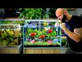 I built the Perfect Calm Aquarium for Tetras &amp; Gourami Fish