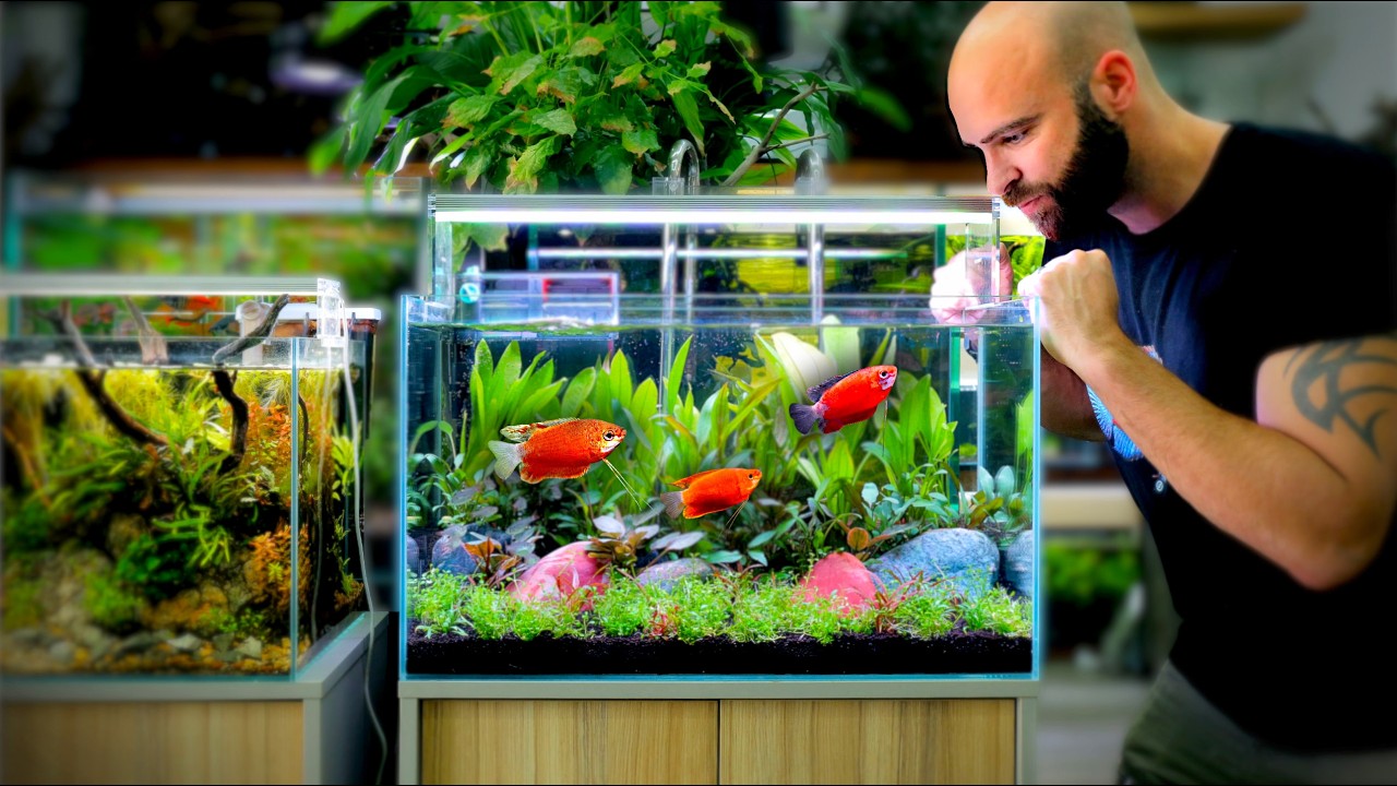 I built the Perfect Calm Aquarium for Tetras & Gourami Fish