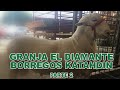 GRANJA EL DIAMANTE BORREGOS KATAHDIN PARTE 2