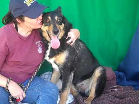dog adoption mauritius A5035766 Dan | German Shepherd / Australian Shepherd