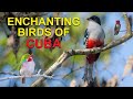 Meet the Spectacular Birds of CUBA