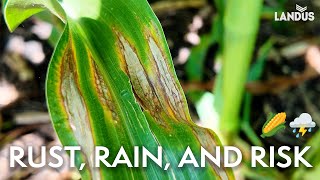 Rust, Rain, and Risk — What’s Hitting Iowa Fields Now | Virtual Agronomist