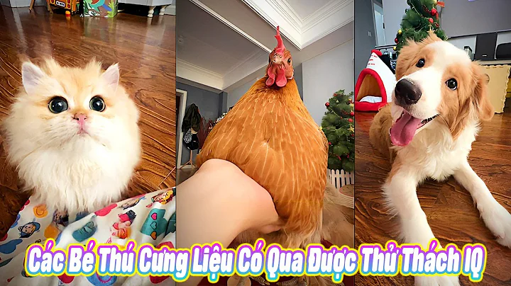 😲 Các Bé Thú Cưng Liệu Có Qua Được Thử Thách IQ? #thúcưng #vậtnuôi #chómèohàihước #funny #pets #cute