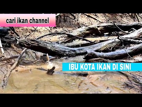 DRAIN RIGHT IN THE CAPITAL OF RIVER FISH