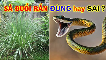 Sự Thật Trồng Sả Đuổi  Rắn Độc Có Đúng Không - Trồng Cây Đuổi Rắn