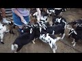 Feeding Goats and Parakeets at Grant&#39;s Farm