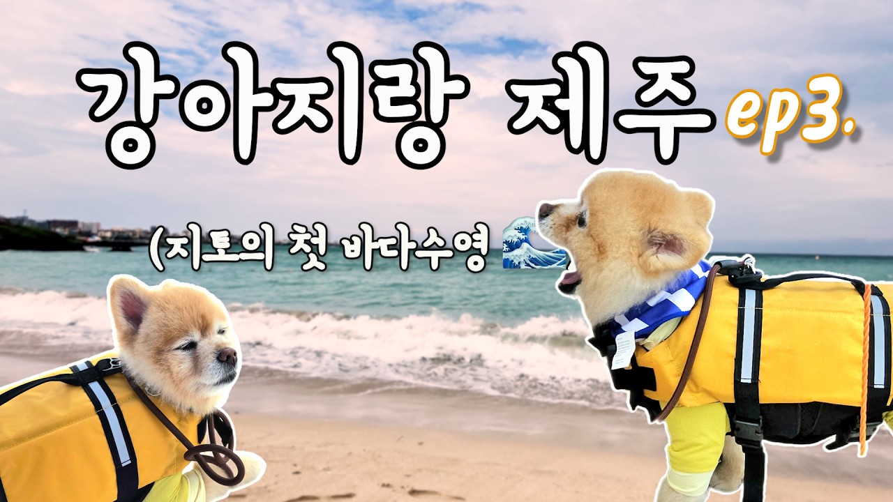 [VLOG]강아지랑 제주 3,4일차 코스 | 해수욕·흑돼지 먹방·빗속 드라이브🌧️ | 함덕해수욕장·서우봉산책·숙성흑돼지·생갈치조림 | 견생 첫 바다수영