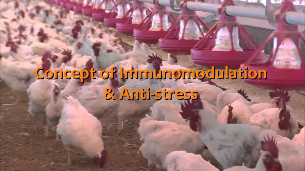 Natural Remedies Pvt Ltd Corporate Profile YouTube