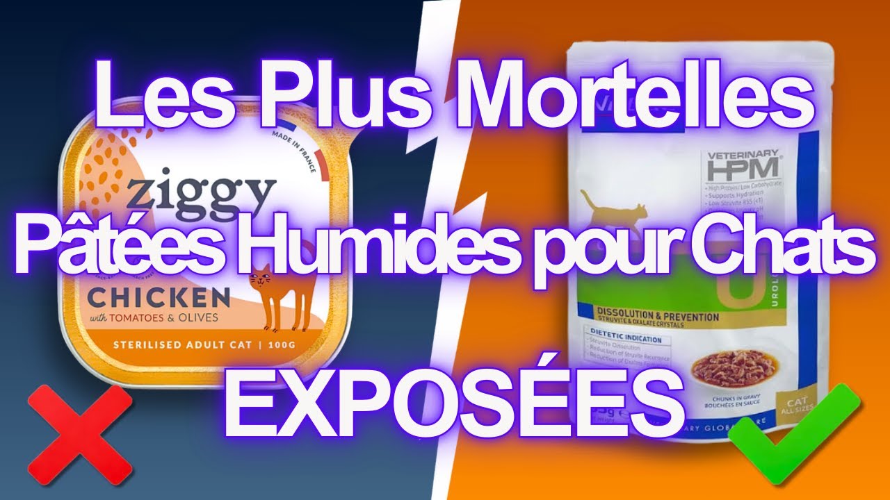 10 pâtées pour chat à ÉVITER À TOUT PRIX (et quelques-unes qui sont SÛRES)