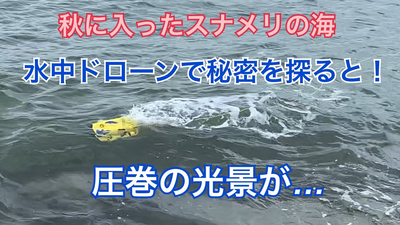 4K　スナメリ達の遊び場〜海中の秘密〜