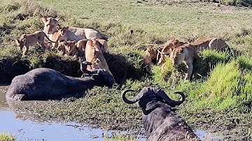 Stuck buffalo bull helplessly watches lions kill its companion