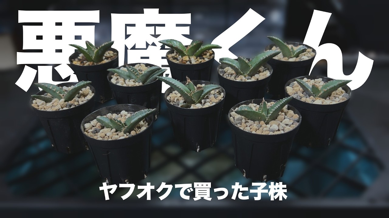 Agave｜ヤフオクで買った『悪魔くん』の植え付け｜アガベ｜悪魔くん