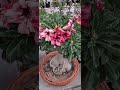 ADENIUM PLANTS