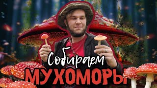 Собираем МУХОМОРЫ. БЕЗУМНОЕ ВЫЖИВАНИЕ