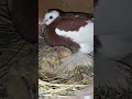 kabutar bachy #faryoupage #faryou #birds #viralshort #viralshort