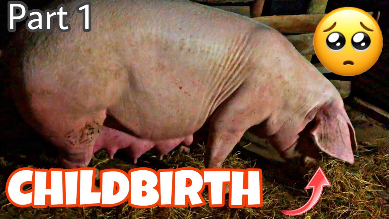 First Pig (Part1) The pig gave birth to a baby that the owner did not know had ...