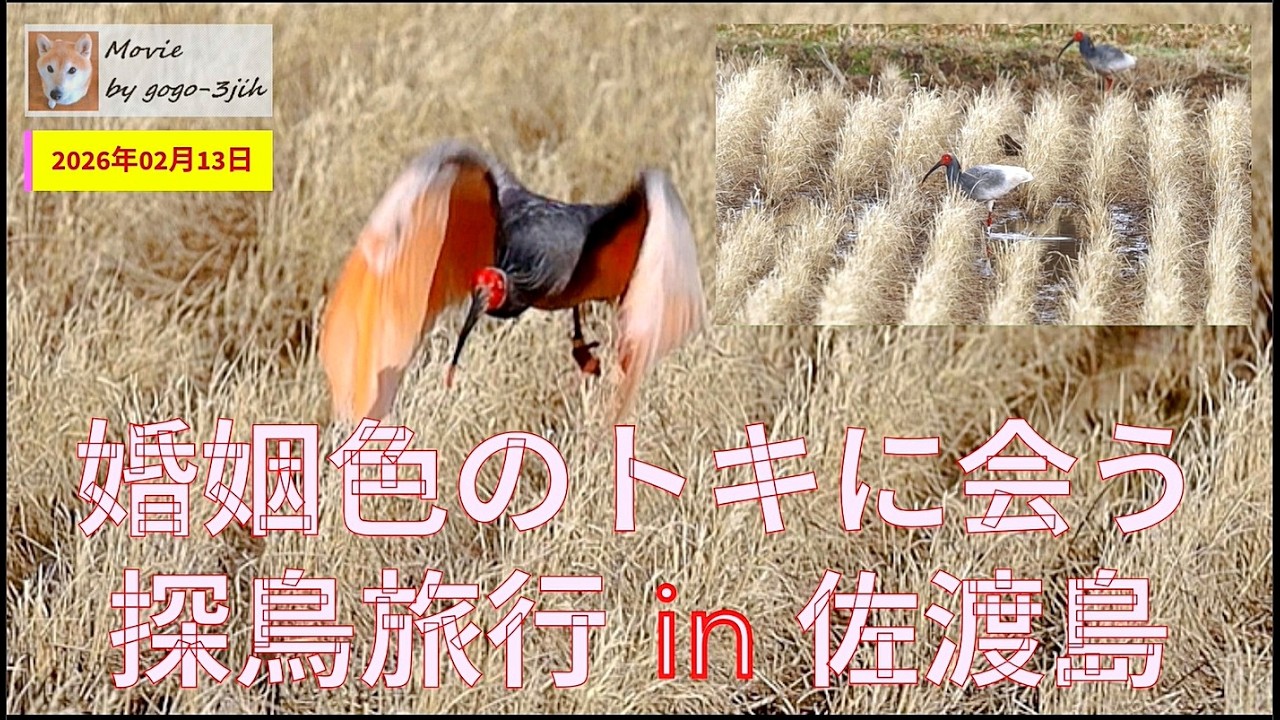 婚姻色の朱鷺に会う🐦佐渡島・探鳥旅行#トキ #佐渡島 #バードウォッチング