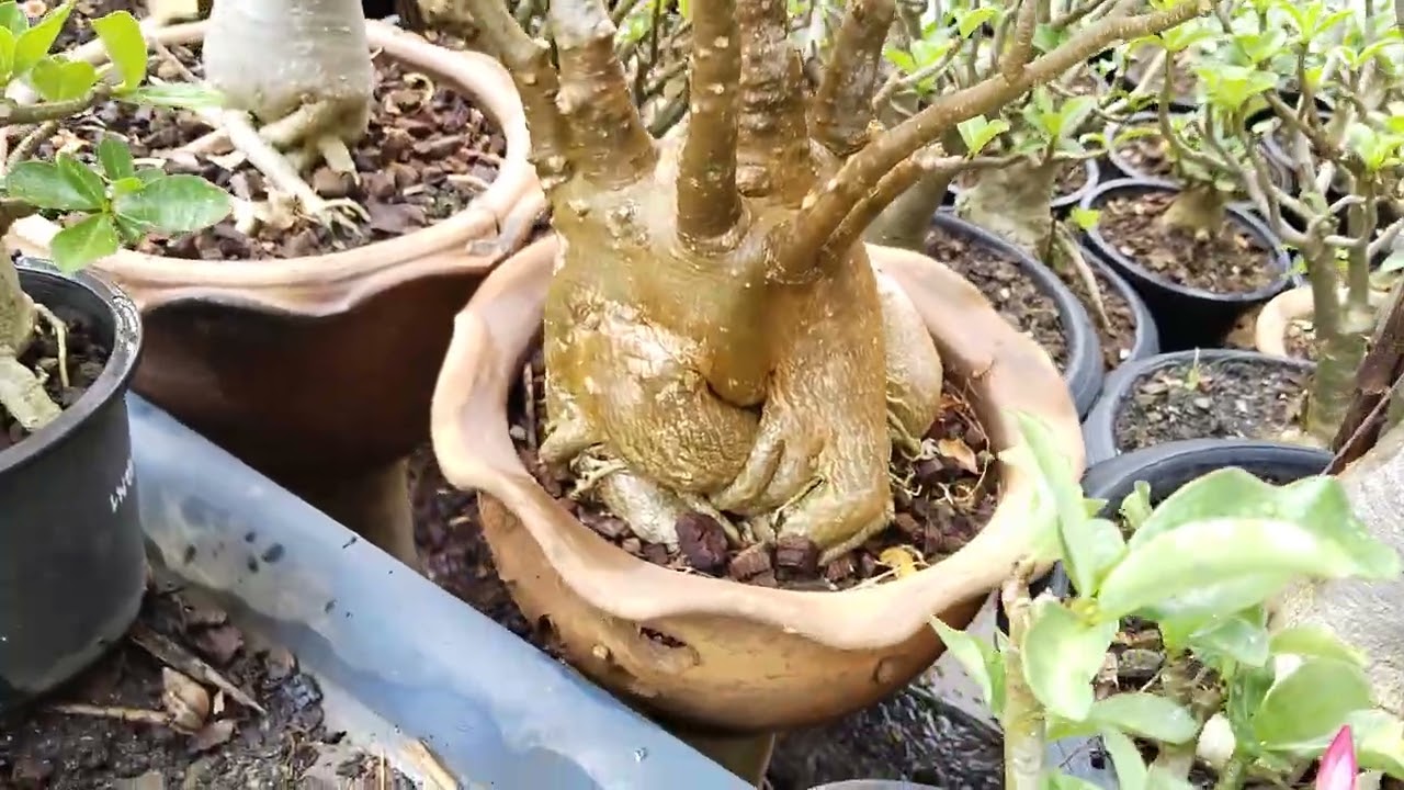 บ้านชวนชม#2 08/03/69 ติดต่อ ID: tao-aric #บ้านชวนชม #ชวนชม #เพชรบ้านนา #บ้านและสวน #flowers #garden 