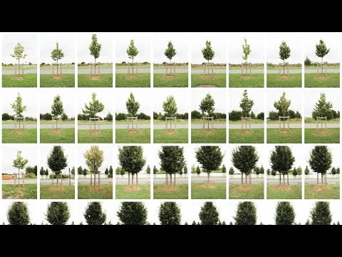 Pattern Recognition - A Contemporary Photography Art Project - Animated Images Converted To Sounds