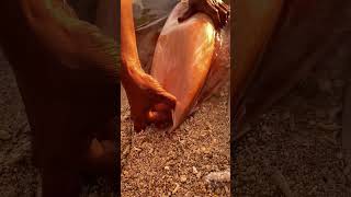 🐙 Giant Squid Cut Open! What Was Hidden Inside? 😱 #shorts