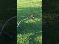 #gazon #grass #lawnmower #lawncare #mower #mechanic #echo #weedeater