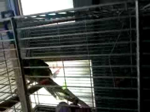 Psilopsiagon Aymara - Bolborhynchus aymara Cotorrita Argentina