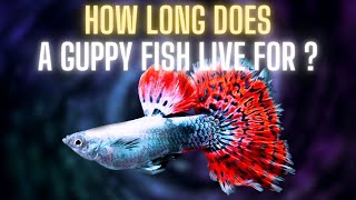 Guppy Fish Care – How Long Does a Guppy Fish Live For ?