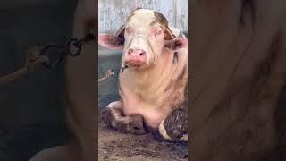 World Biggest pink buffalo Gulabi Pada - Albino eyes 2026 #cow #dairyfarming #buffalo #bull #animals