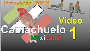 GORRION o CAMACHUELO MEXICANO/ Iniciamos proyecto 2016 video #1