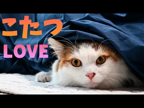 お互いを驚かせようと必死なラグドールとサイベリアン、メインクーンもみんなこたつの住人です。